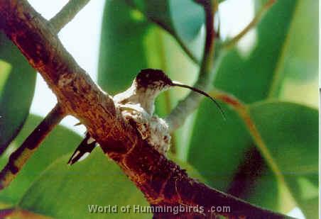 Hummingbird Garden Catalog: Oasis Hummingbird